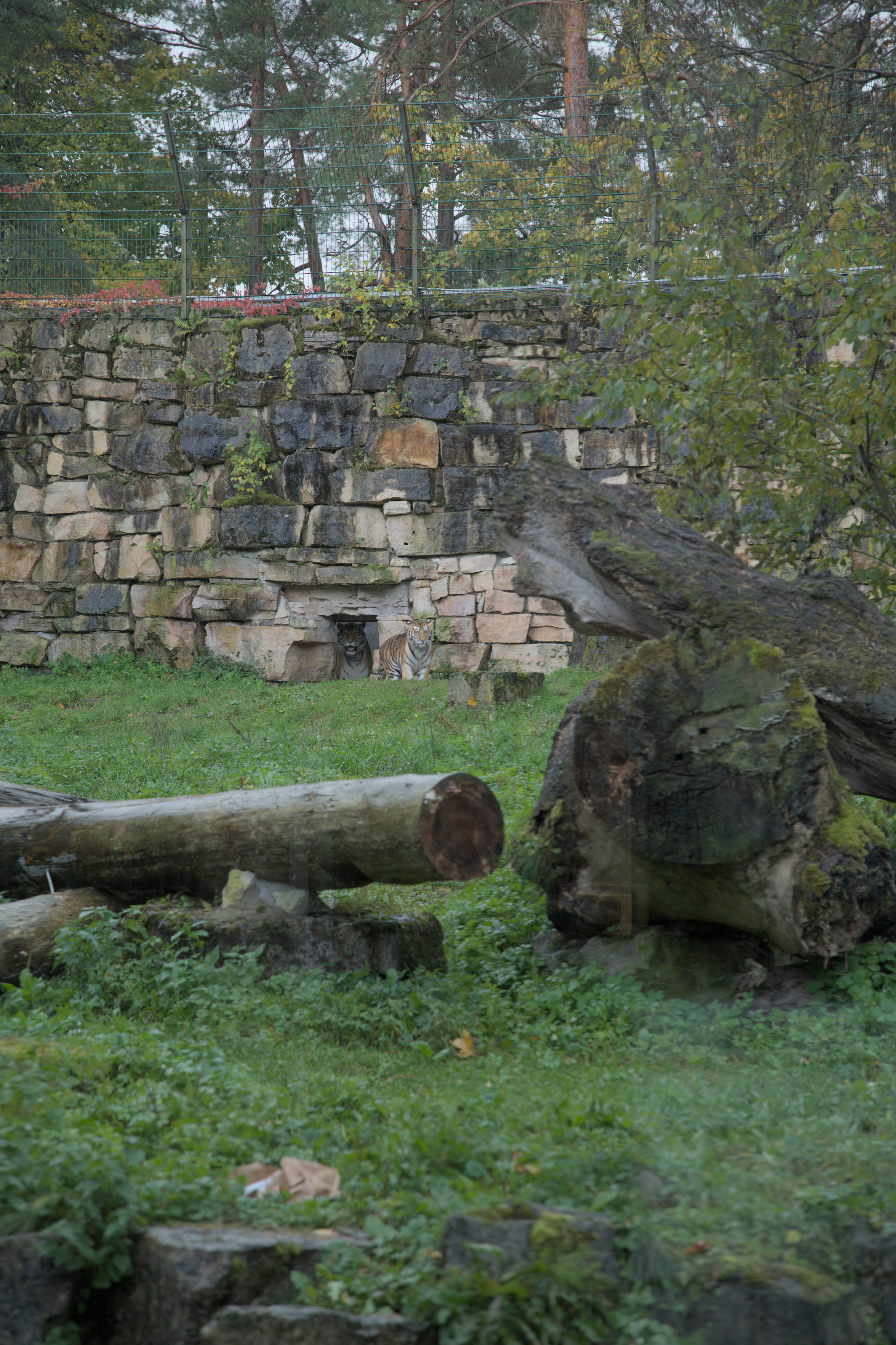 2025/10/12 - zoo/DSC_0107.jpg